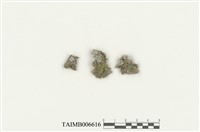 藏品(細鱗蘚屬)的圖片